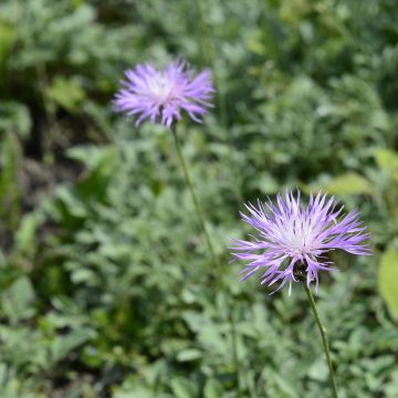 Centaurea bella - Silber-Flockenblume