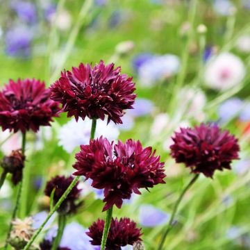 Kornblume Black Ball (Samen) - Centaurea cyanus