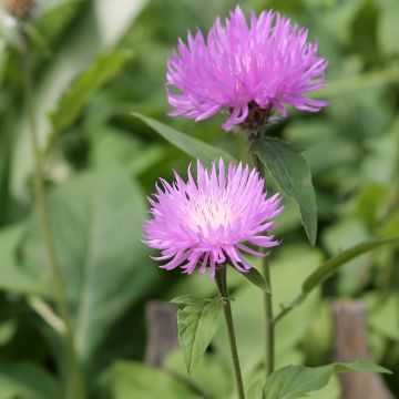 Centaurea dealbata - Zweifarbige Flockenblume