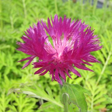 Centaurea dealbata Stenbeergii - Zweifarbige Flockenblume