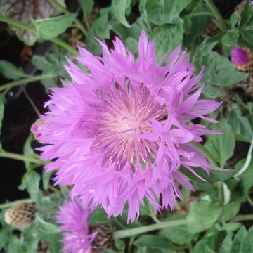 Centaurea hypoleuca John Coutts - Flockenblume