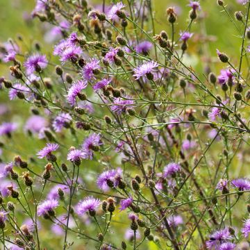 Centaurea jacea - Wiesen-Flockenblume