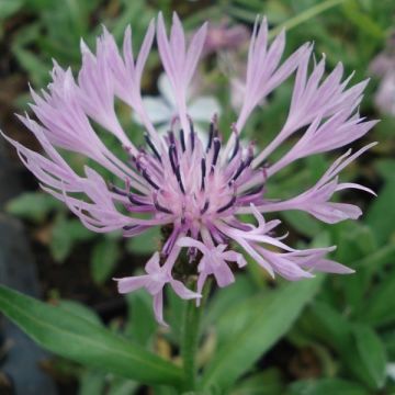 Berg-Flockenblume Carnea - Centaurea montana