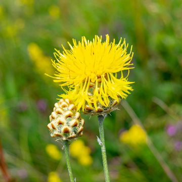 Centaurea orientalis - Orientalische Flockenblume