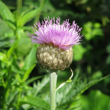 Stemmacantha centauroides Major