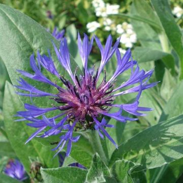 Berg-Flockenblume Coerulea - Centaurea montana