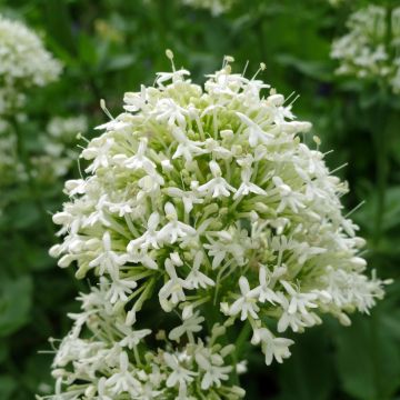 Weißblühende Spornblume Albus - Centranthus ruber