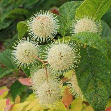 Cephalanthus occidentalis Sugar Shack - Knopfbusch