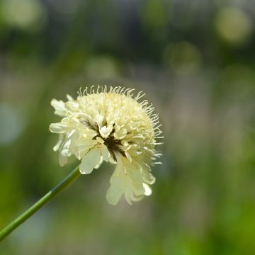 Cephalaria gigantea - Scabieuse géante