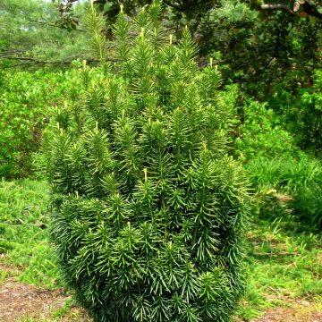 Pin japonais à queue de vache - Cephalotaxus harringtonia Fastigiata