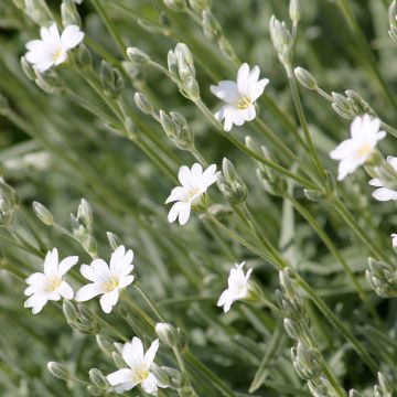 Cerastium biebersteinii - Oreille de souris 