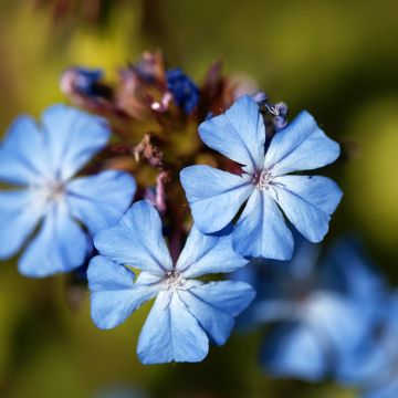 Ceratostigma griffithii - Hornbleiwurz