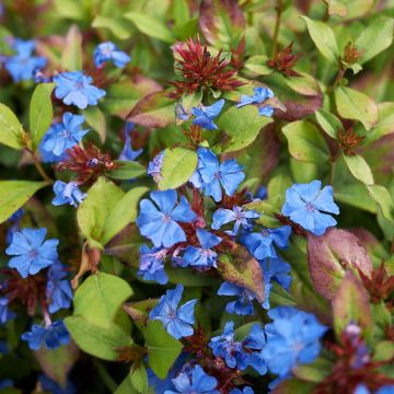 Ceratostigma plumbaginoides - Hornbleiwurz