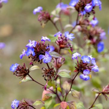 Ceratostigma willmottianum - Hornbleiwurz