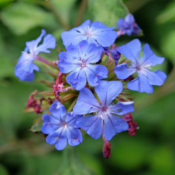 Ceratostigma willmottianum Forest Blue - Hornbleiwurz