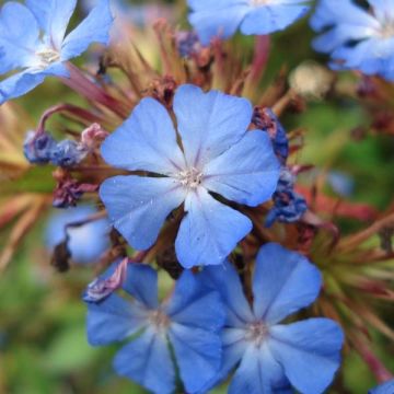 Ceratostigma willmottianum - Hornbleiwurz