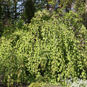 Japanischer Kuchenbaum Amazing Grace - Cercidiphyllum japonicum