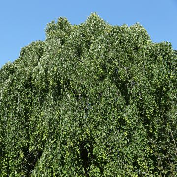 Japanischer Kuchenbaum Morioka Weeping - Cercidiphyllum japonicum