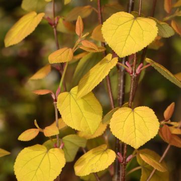 Japanischer Kuchenbaum Râ - Cercidiphyllum japonicum