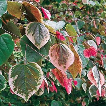 Kanadischer Judasbaum Carolina Sweetheart - Cercis canadensis