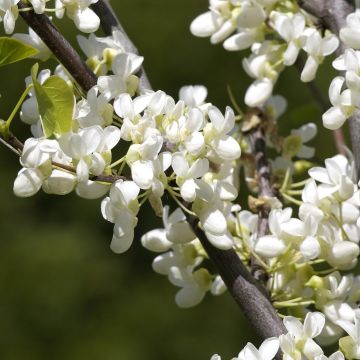 Kanadischer Judasbaum Royal White - Cercis canadensis