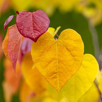 Kanadischer Judasbaum Eternal Flame - Cercis canadensis