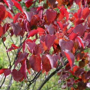 Kanadischer Judasbaum Forest Pansy - Cercis canadensis