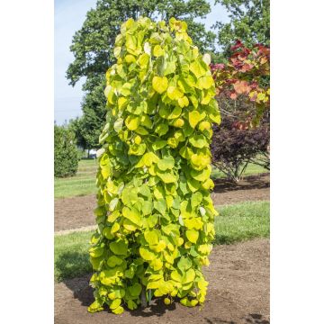 Kanadischer Judasbaum Golden Falls - Cercis canadensis