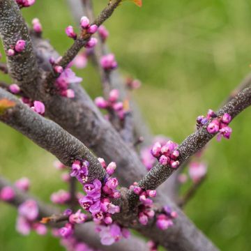 Cercis canadensis Little Woody - Gainier du Canada