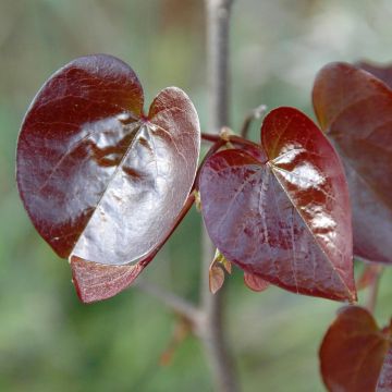 Kanadischer Judasbaum Merlot - Cercis canadensis