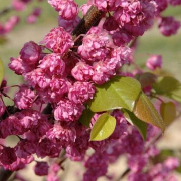 Cercis canadensis Pink Pom Pom's - Gainier du Canada