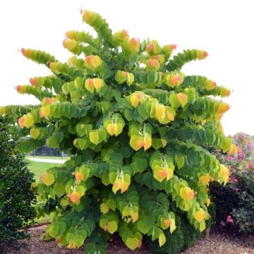 Kanadischer Judasbaum The Rising Sun - Cercis canadensis