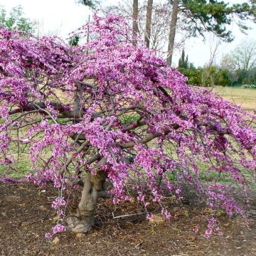 Cercis canadensis Traveller - Arbre de Judée