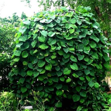 Kanadischer Judasbaum Vanilla Twist - Cercis canadensis