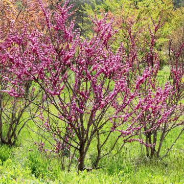 Chinesischer Judasbaum Avondale - Cercis chinensis