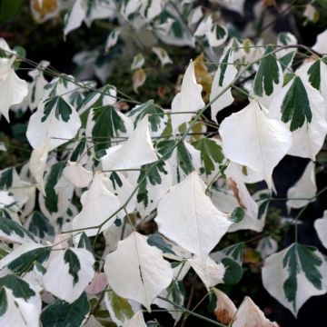 Cercis canadensis Silver Lining - Arbre de Judée panaché