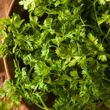 Garten-Kerbel - Vilmorin - Anthriscus cerefolium