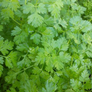 Garten-Kerbel Pflanzen - Anthriscus cerefolium