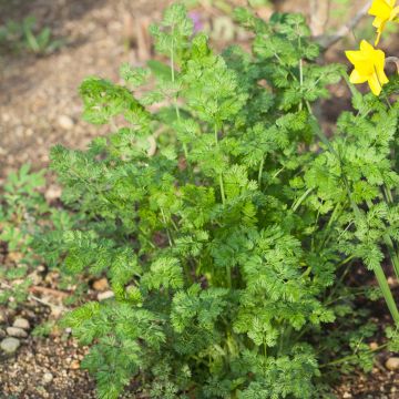 Cerfeuil frisé - Anthriscus cerefolium Crispum