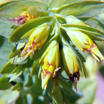 Cerinthe glabra - Alpen-Wachsblume