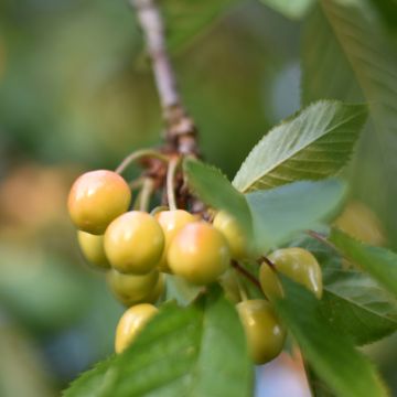 Süßkirsche Blanc Bio - Prunus avium