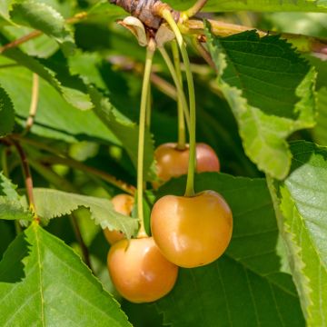 Süßkirsche Jaune de Missens Bio - Prunus avium