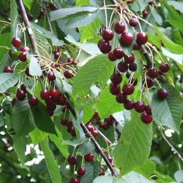 Süßkirsche Moreau Bio - Prunus avium