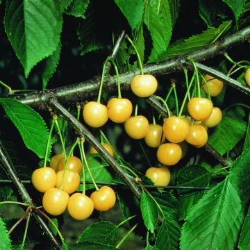 Süßkirsche Stark Gold - Prunus avium