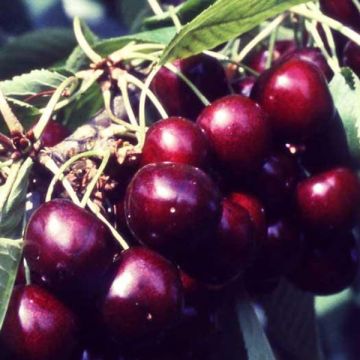 Süßkirsche Van - Prunus avium