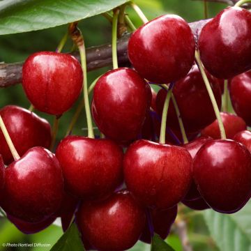 Sauerkirsche Early Rivers - Prunus cerasus