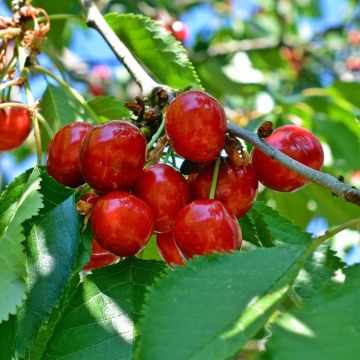 Sauerkirsche Griotte du Nord - Prunus cerasus