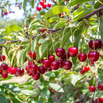 Sauerkirsche Kelleriis16 Bio - Prunus cerasus