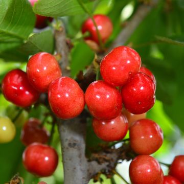 Sauerkirsche Hong kong - Prunus cerasus