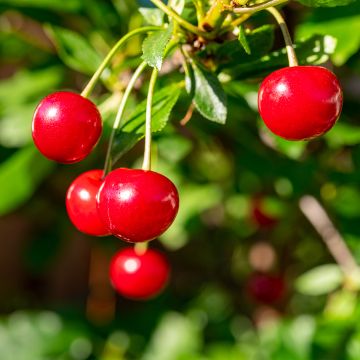 Sauerkirsche Maynard - Prunus cerasus